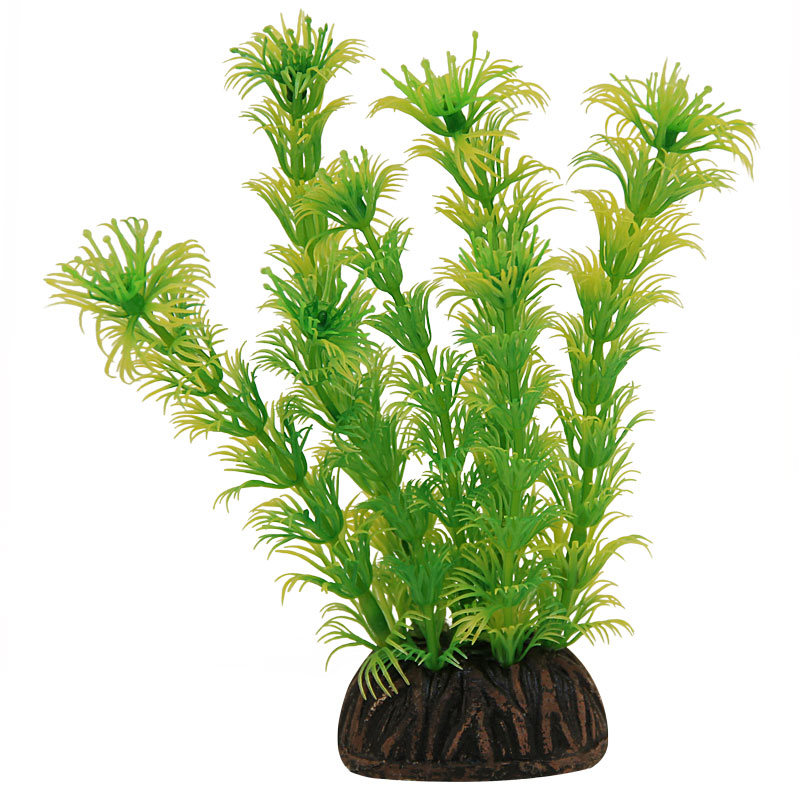 Растение 1367 "Амбулия" жёлто-зеленая, 100мм