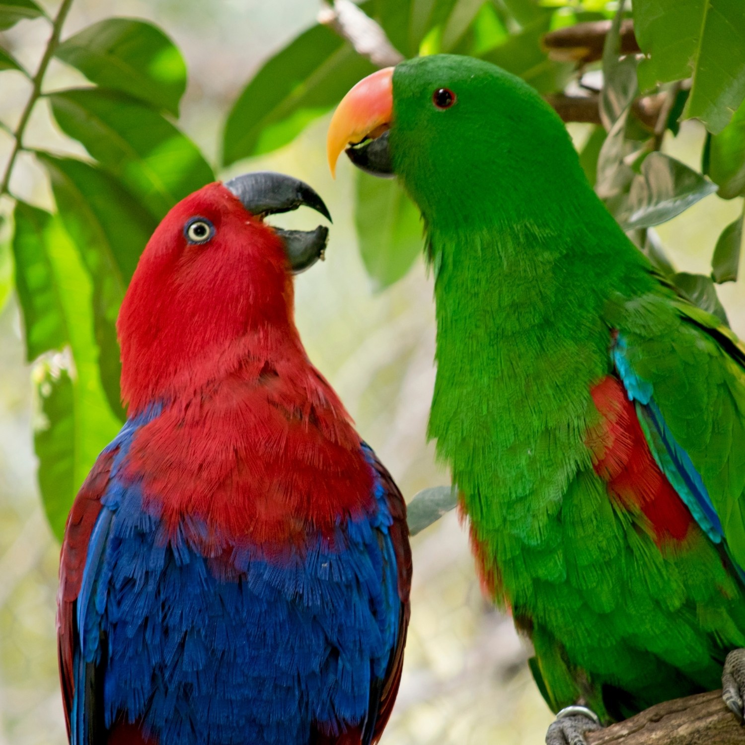 Товары для попугаев: необходимый минимум и дополнительные аксессуары
