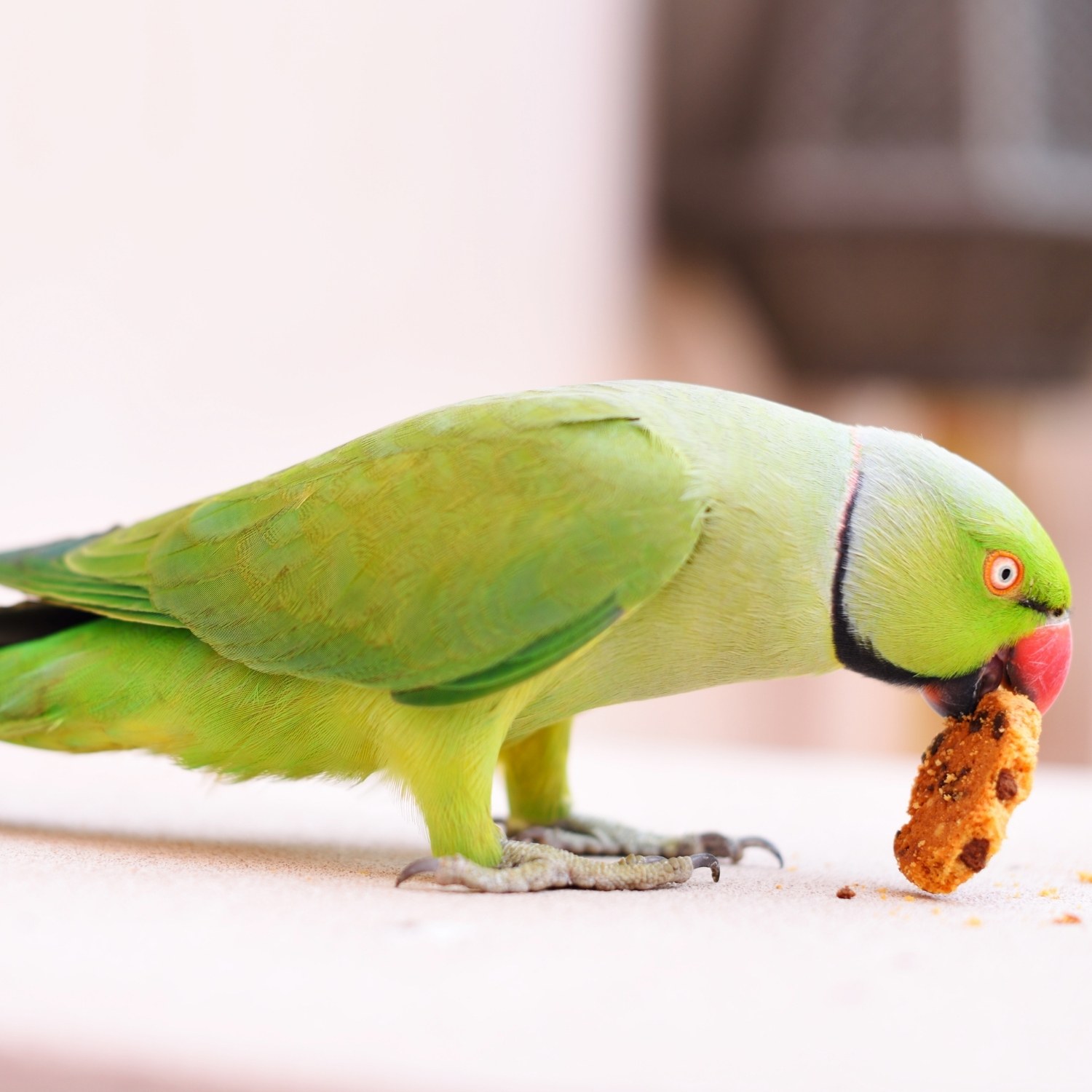 Какие фрукты и овощи можно и нельзя давать птицам?
