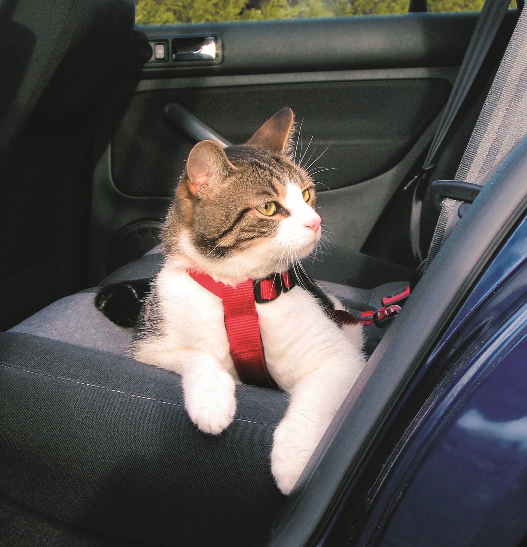 Ремень безопасности в автомобиль со шлейкой 20-50см для кошки красный