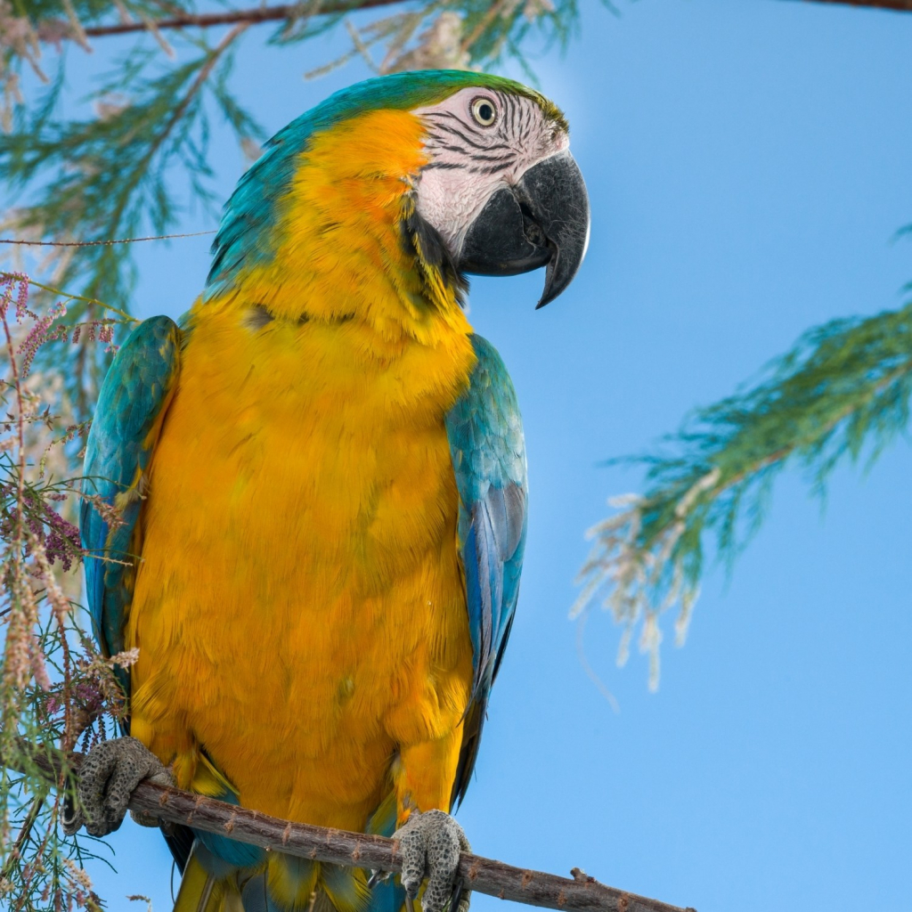 Товары для попугаев: необходимый минимум и дополнительные аксессуары